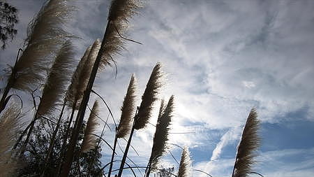 实拍微风吹动秋天芦苇草自然风光合集视频的预览图